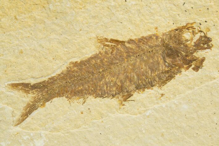 Detailed Fossil Fish (Knightia) - Wyoming #318562